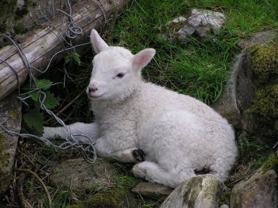 A local lamb relaxing.