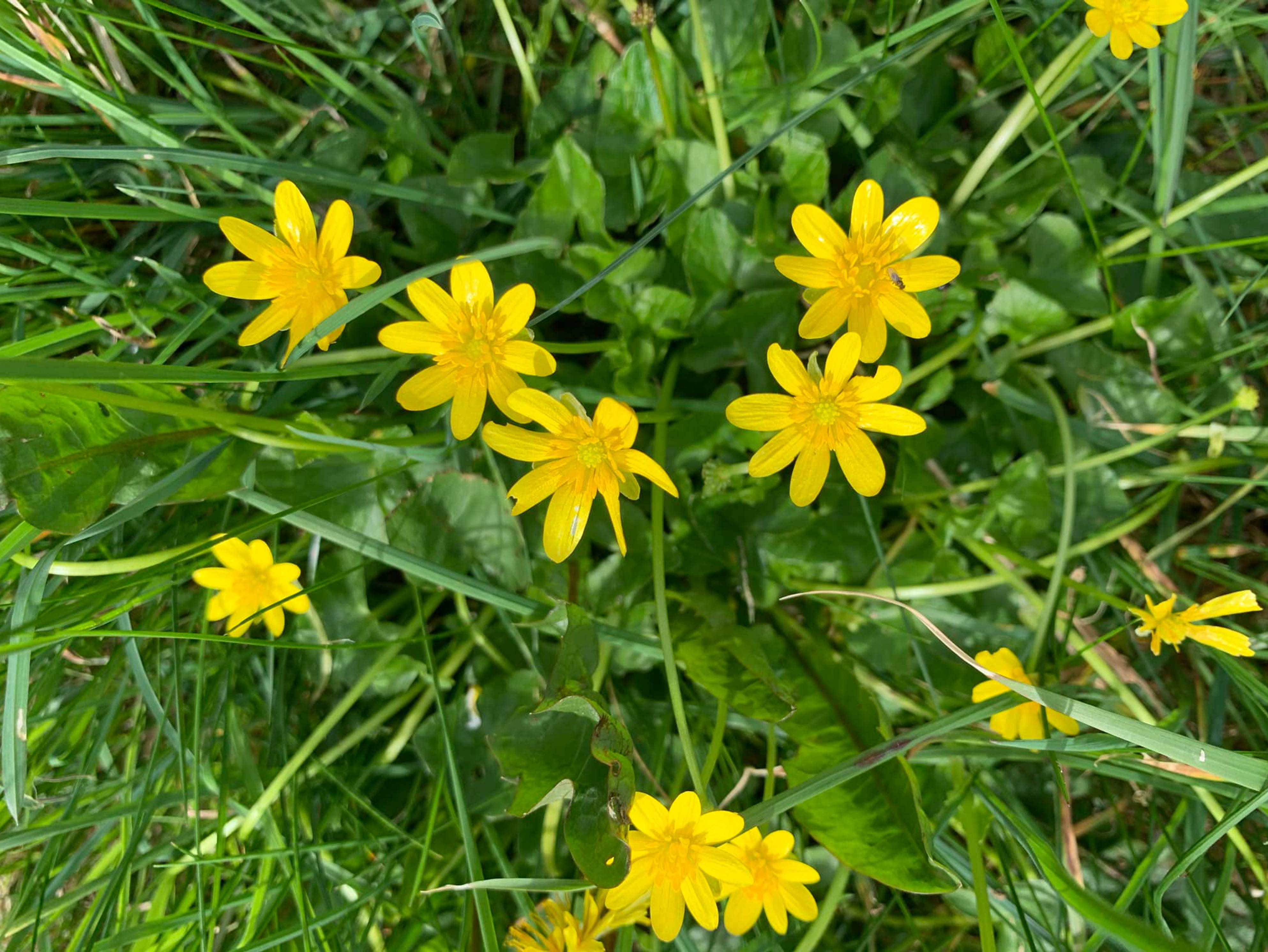 Yellow flowers