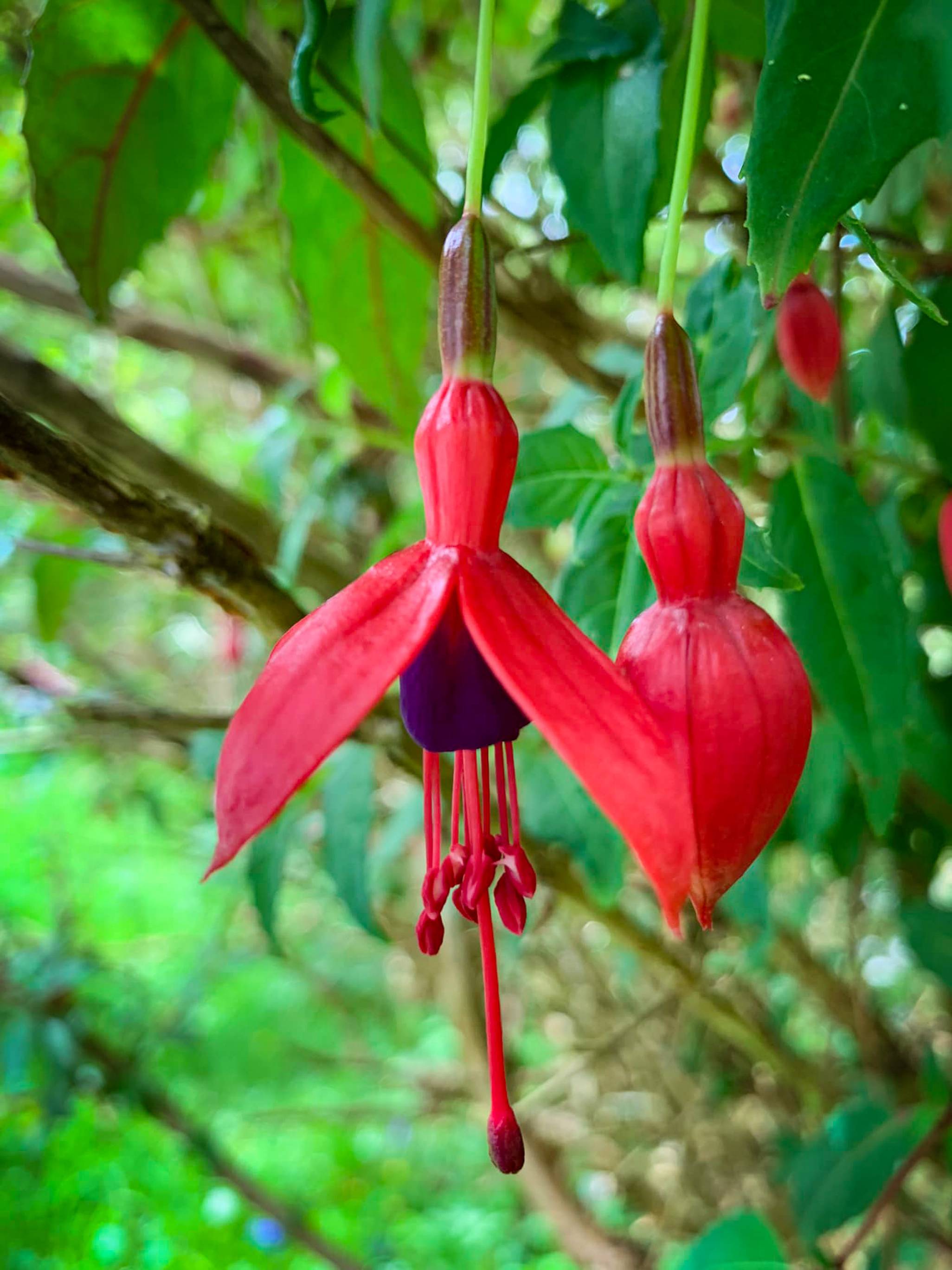 Fuchsia