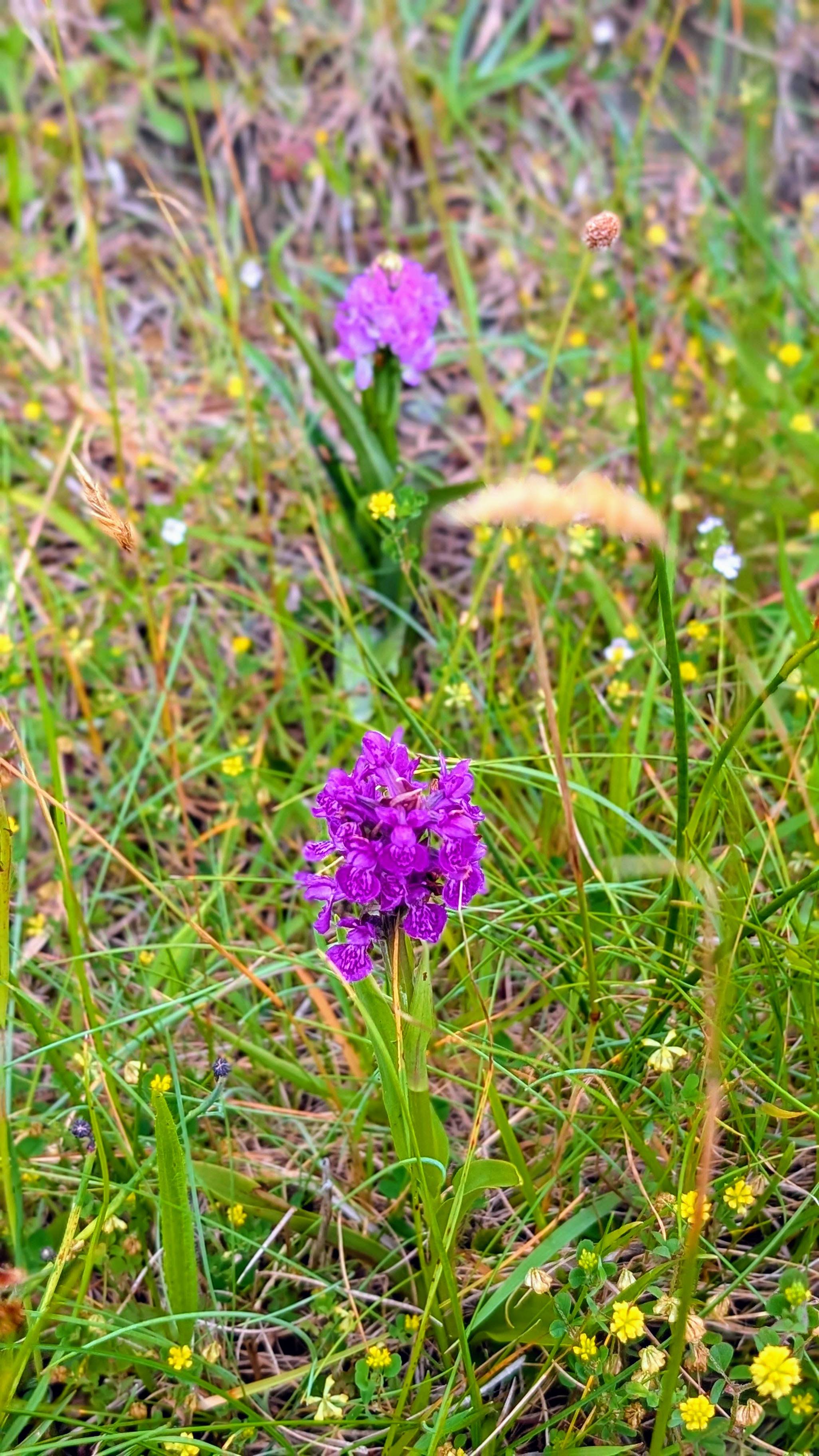Orchids